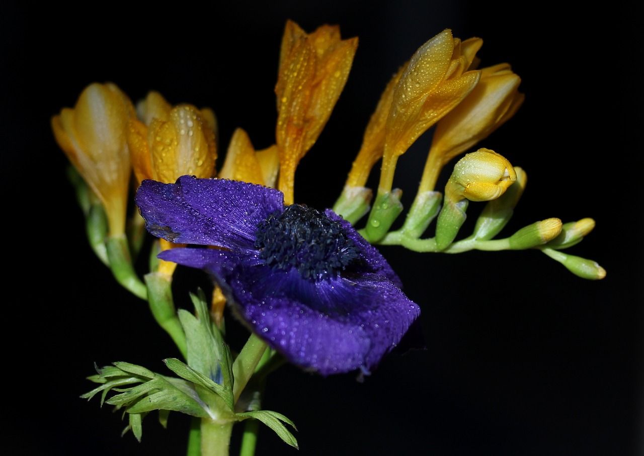 Image - freesia yellow flower drops