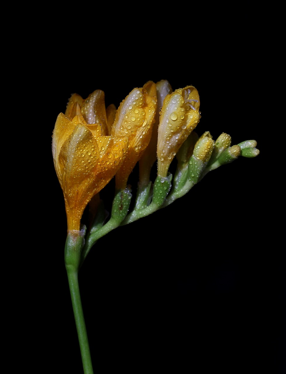 Image - freesia yellow flower drops