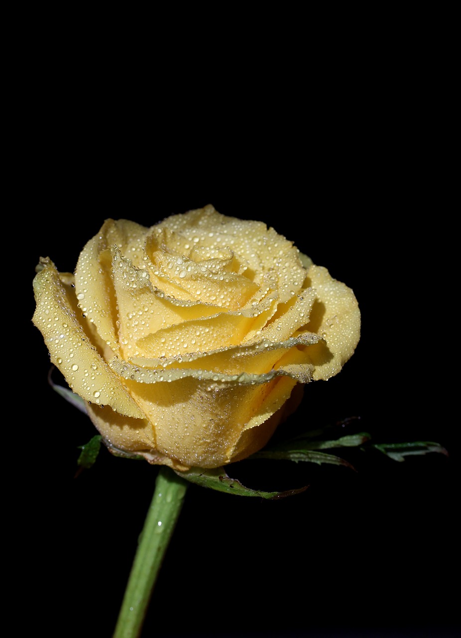 Image - rose yellow dew drops flower
