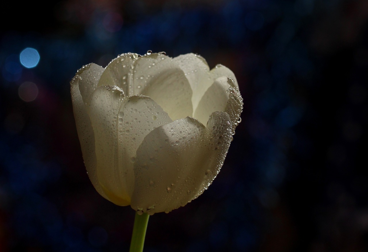 Image - tulip white drops flower