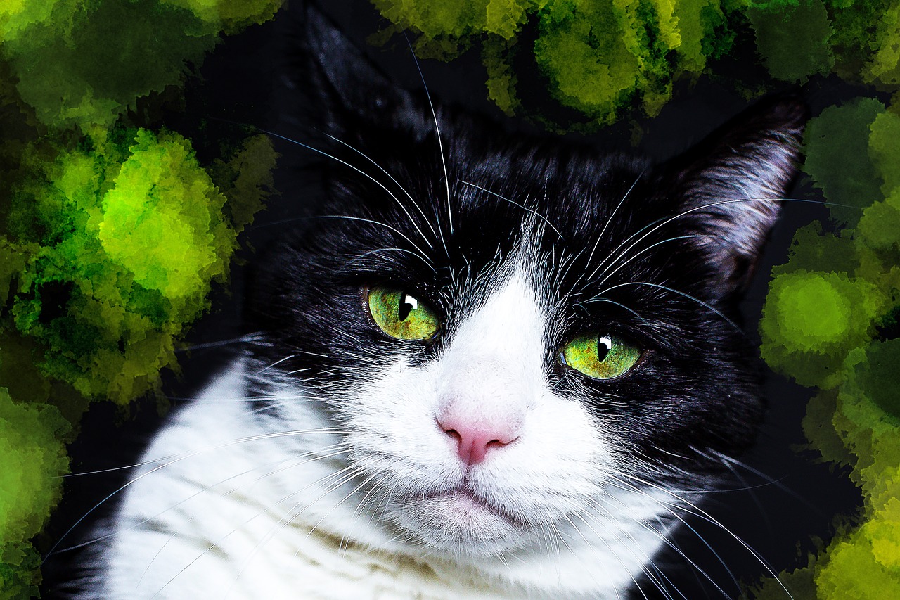 Image - cat black white green portrait