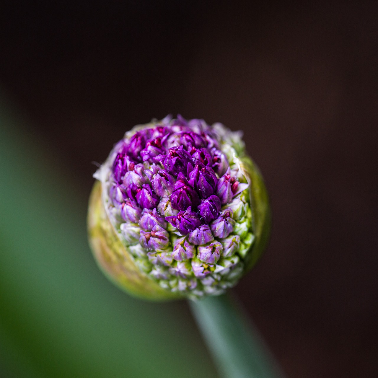 Image - flower bloom green lilac head