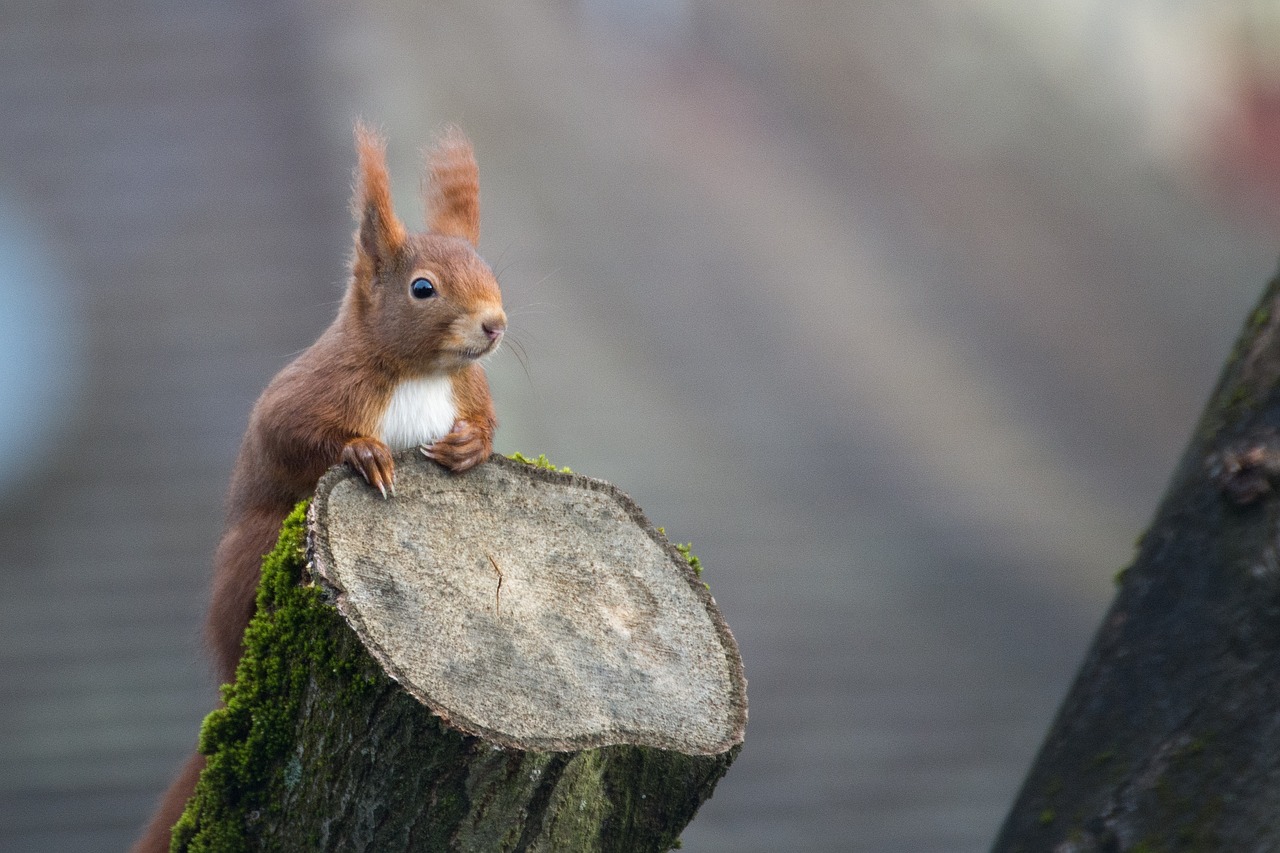 Image - squirrel animal nature possierlich