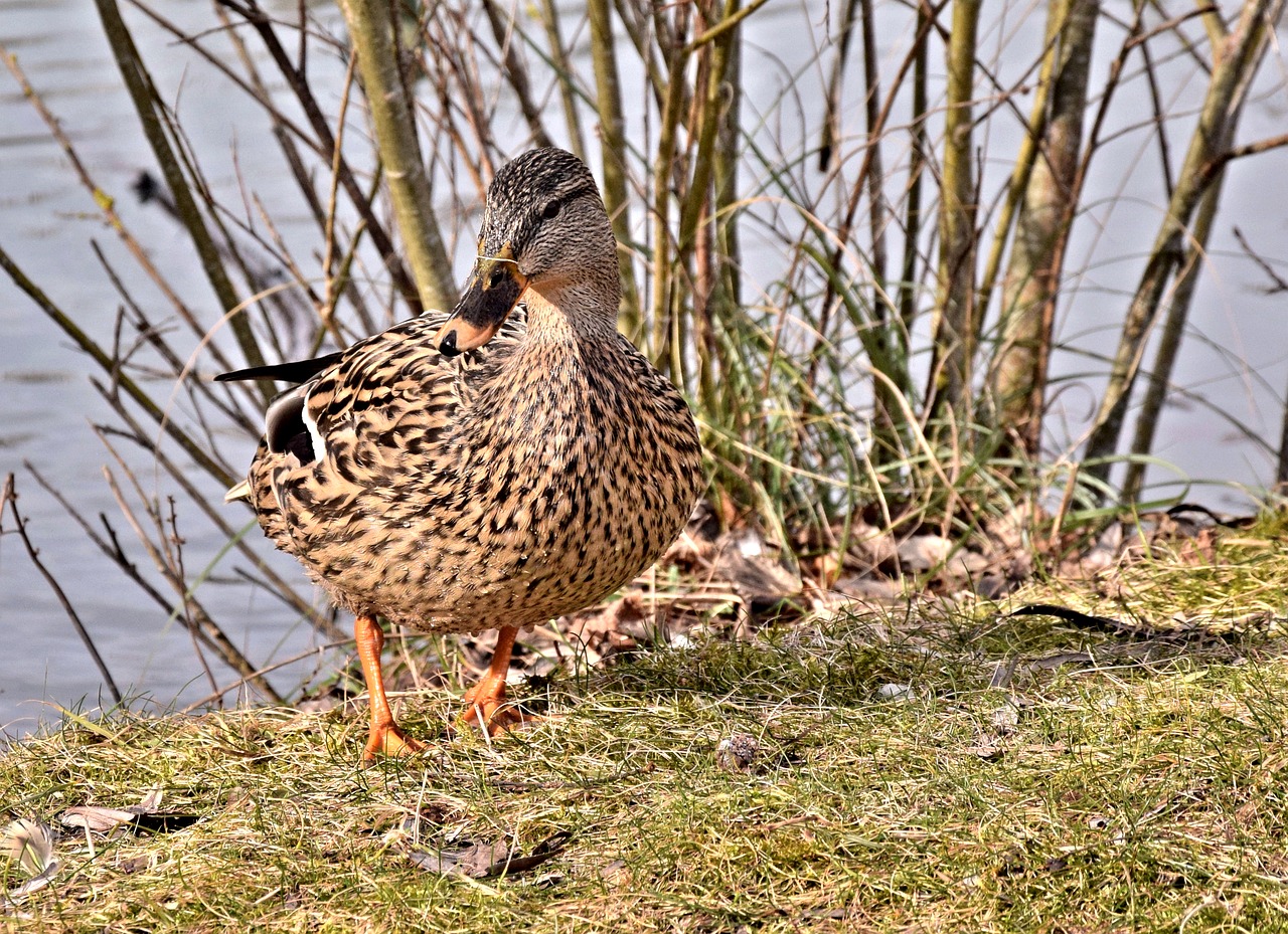 Image - drake duck plumage waterfowl