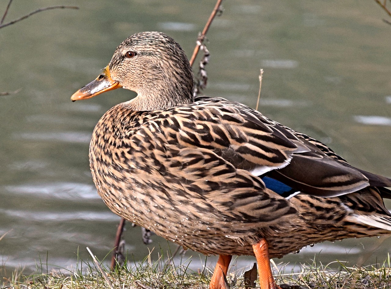 Image - drake duck plumage waterfowl