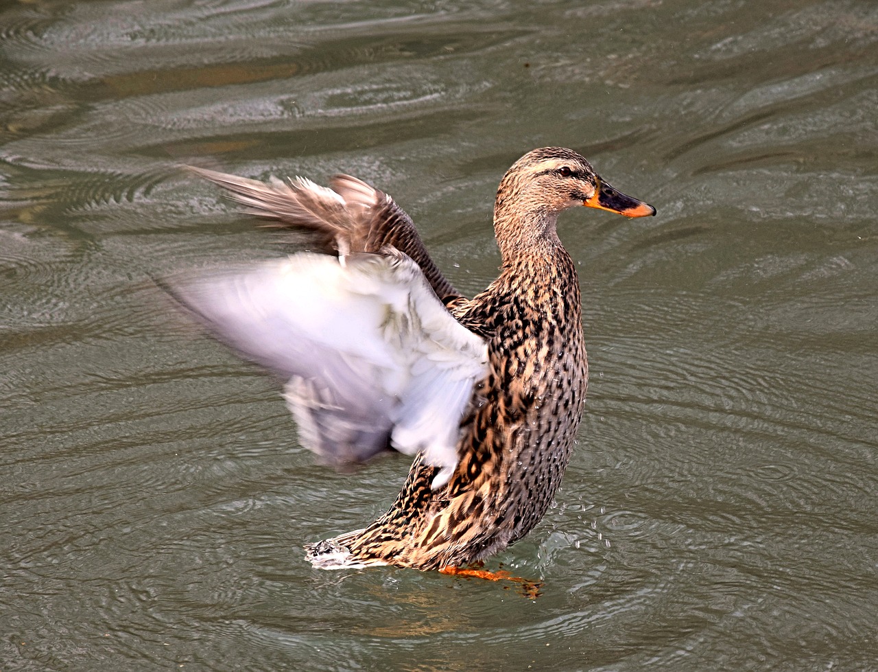 Image - drake duck plumage waterfowl