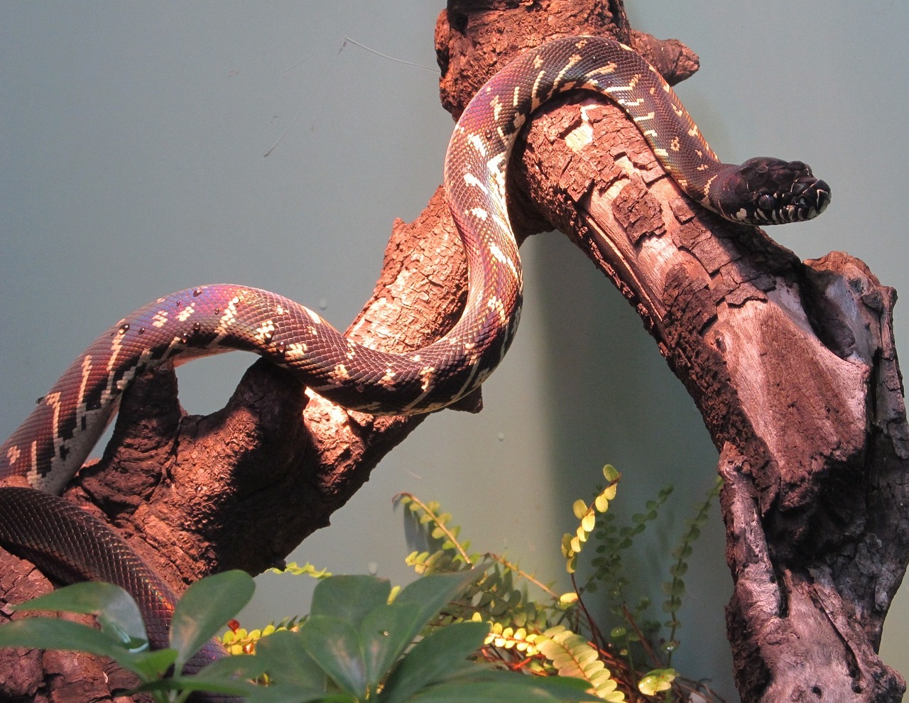 Image - boelens python snake wildlife