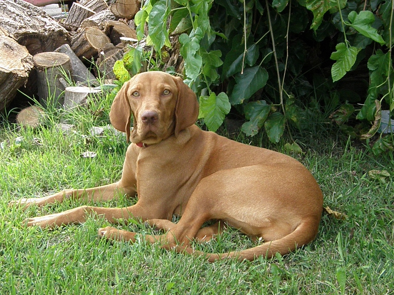 Image - hungarian vizsla hungarian hound