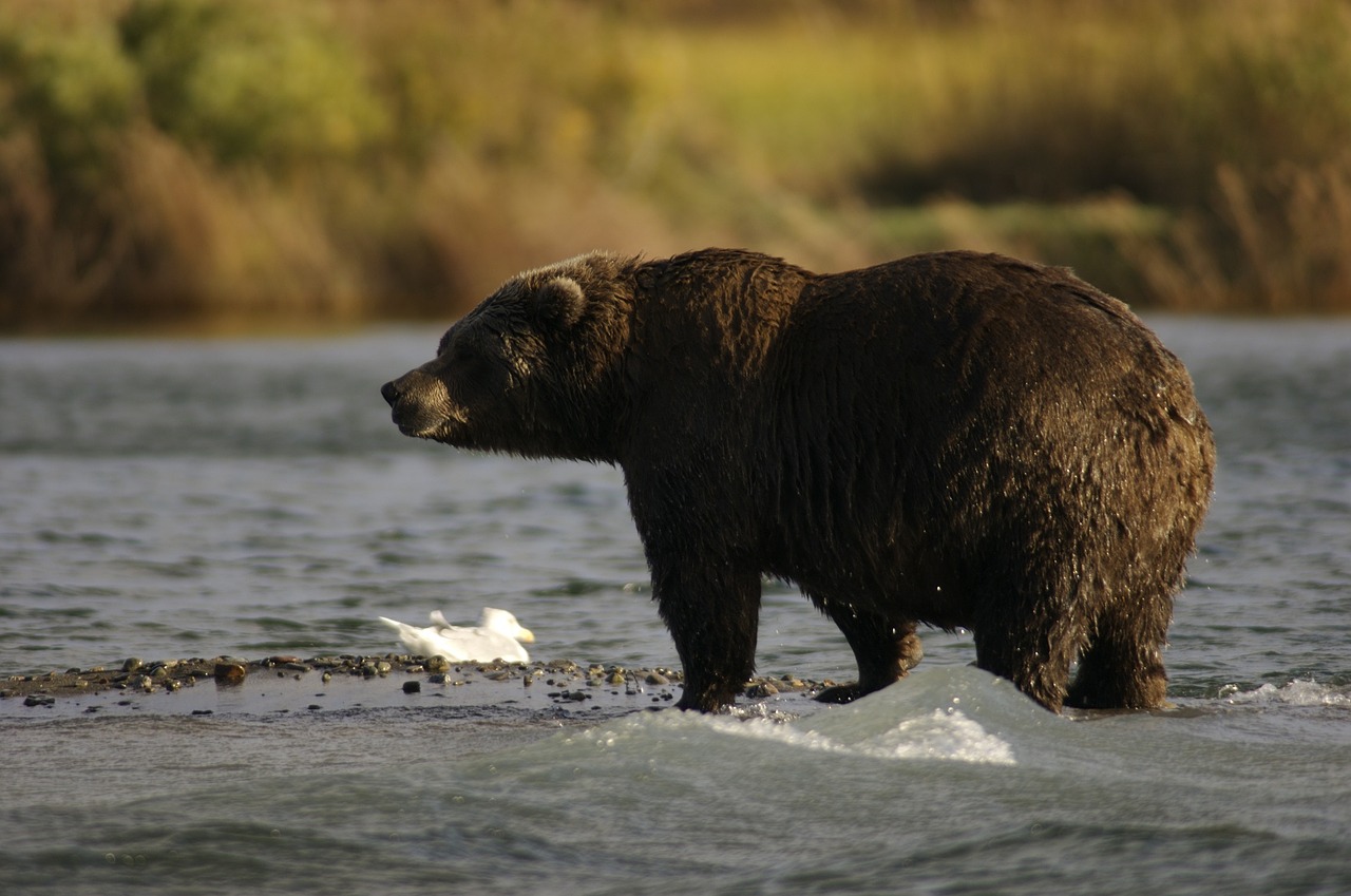 Image - bear adult portrait wildlife