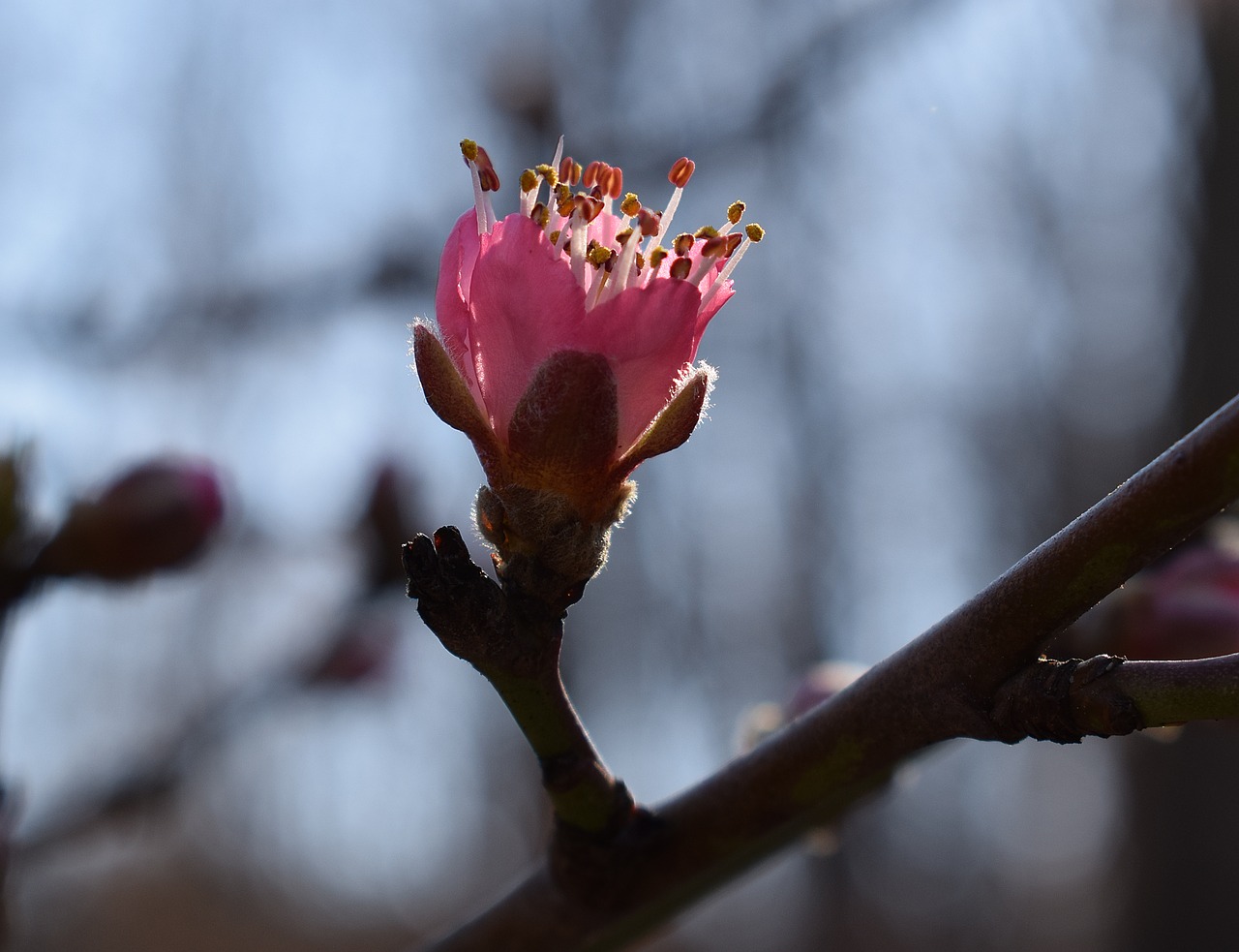 Image - peach blossom bud opening peach tree