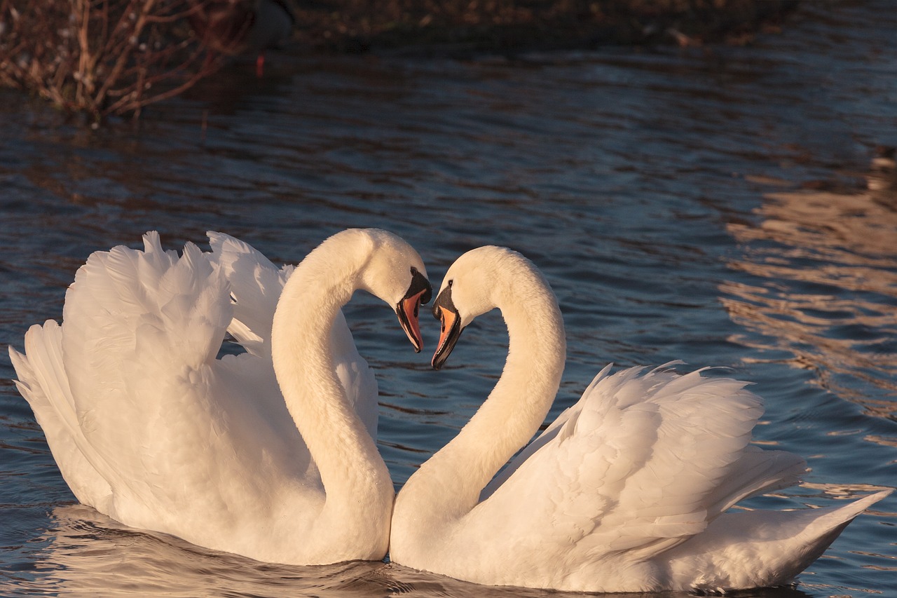 Image - swans pair male female bird love