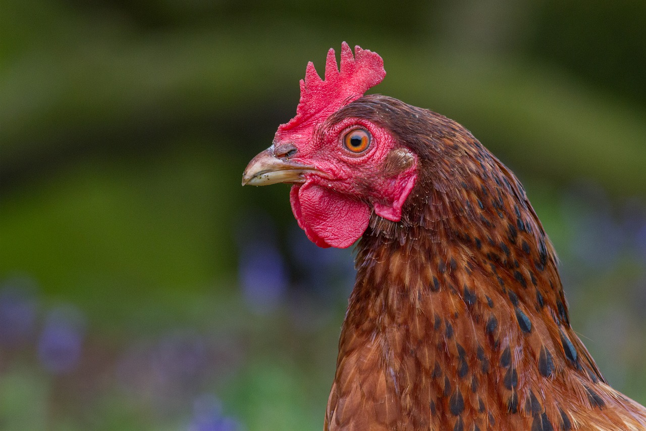 Image - rooster chicken close up head