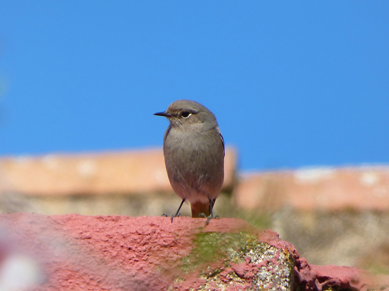 Image - bird roof black redstart