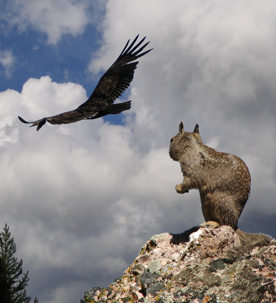 Image - squirrel danger california condor