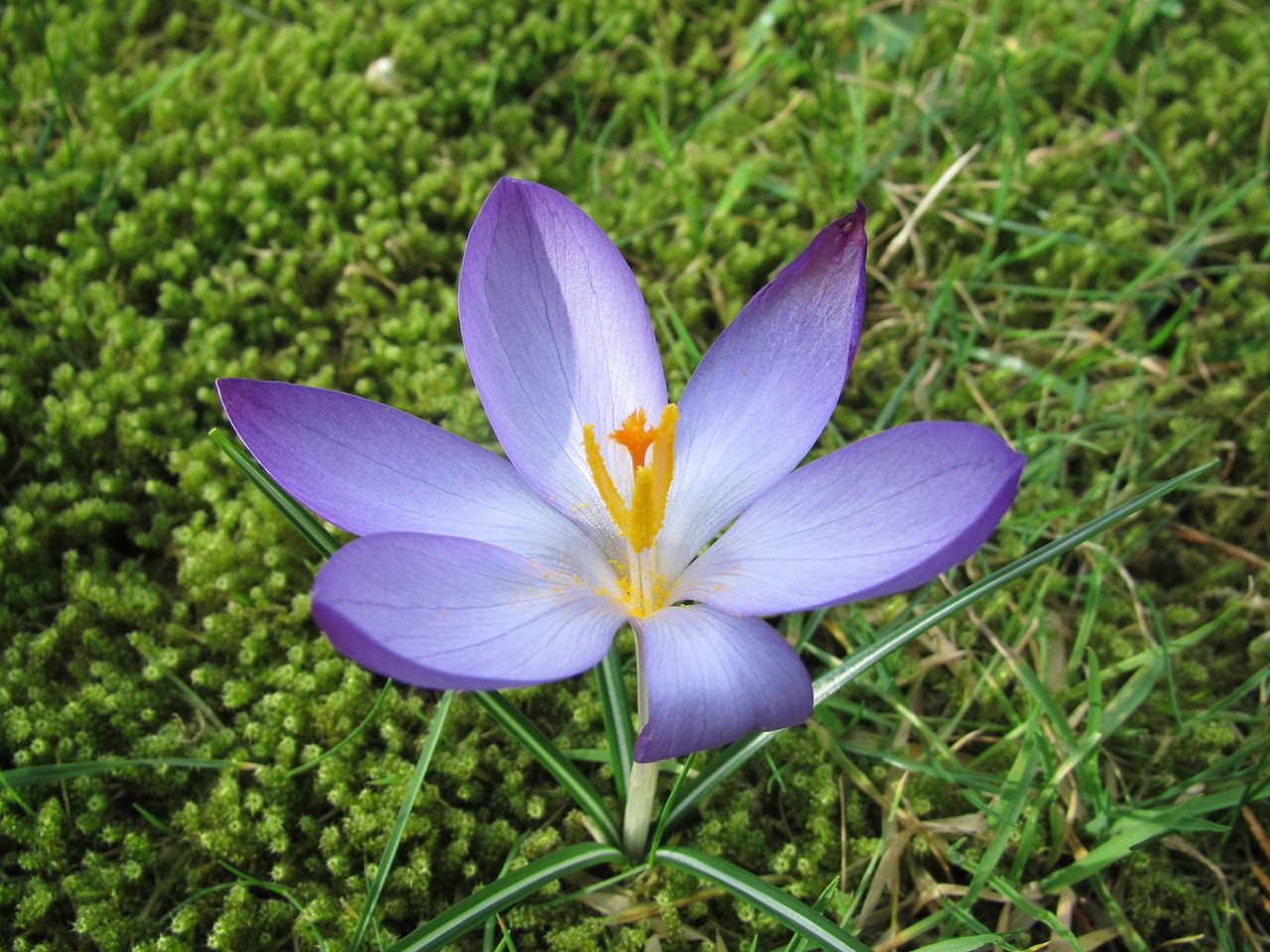 Image - crocus spring sun purple