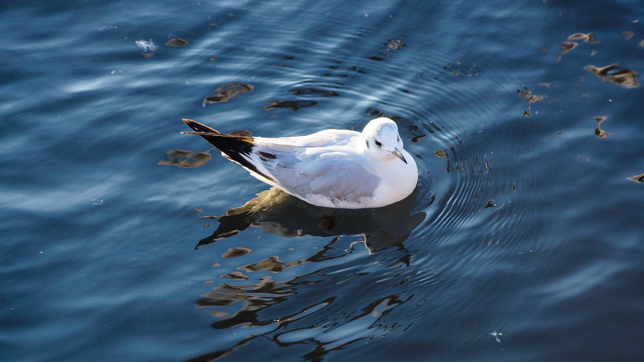 Image - seagull water swimming lake