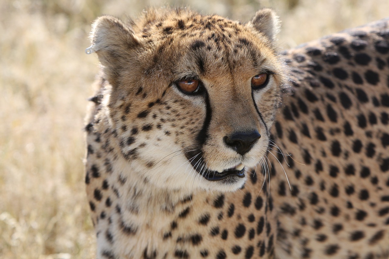 Image - cheetah namibia nature wild life