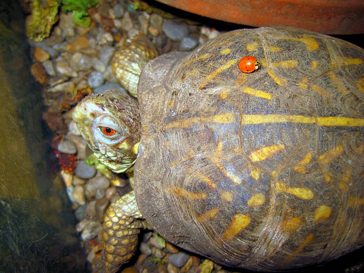 Image - turtle lady beetle friendship