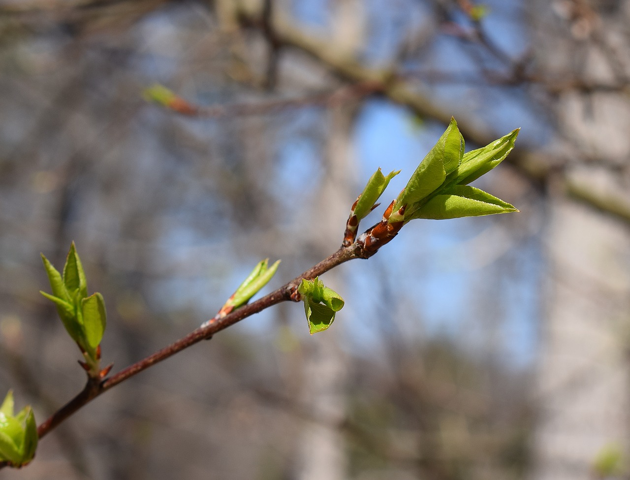 Image - new plum leaves plum tree blossom