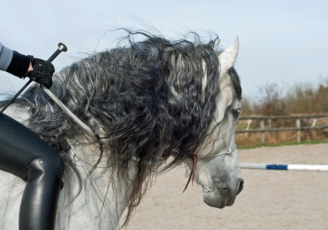 Image - horse mane horseback riding head