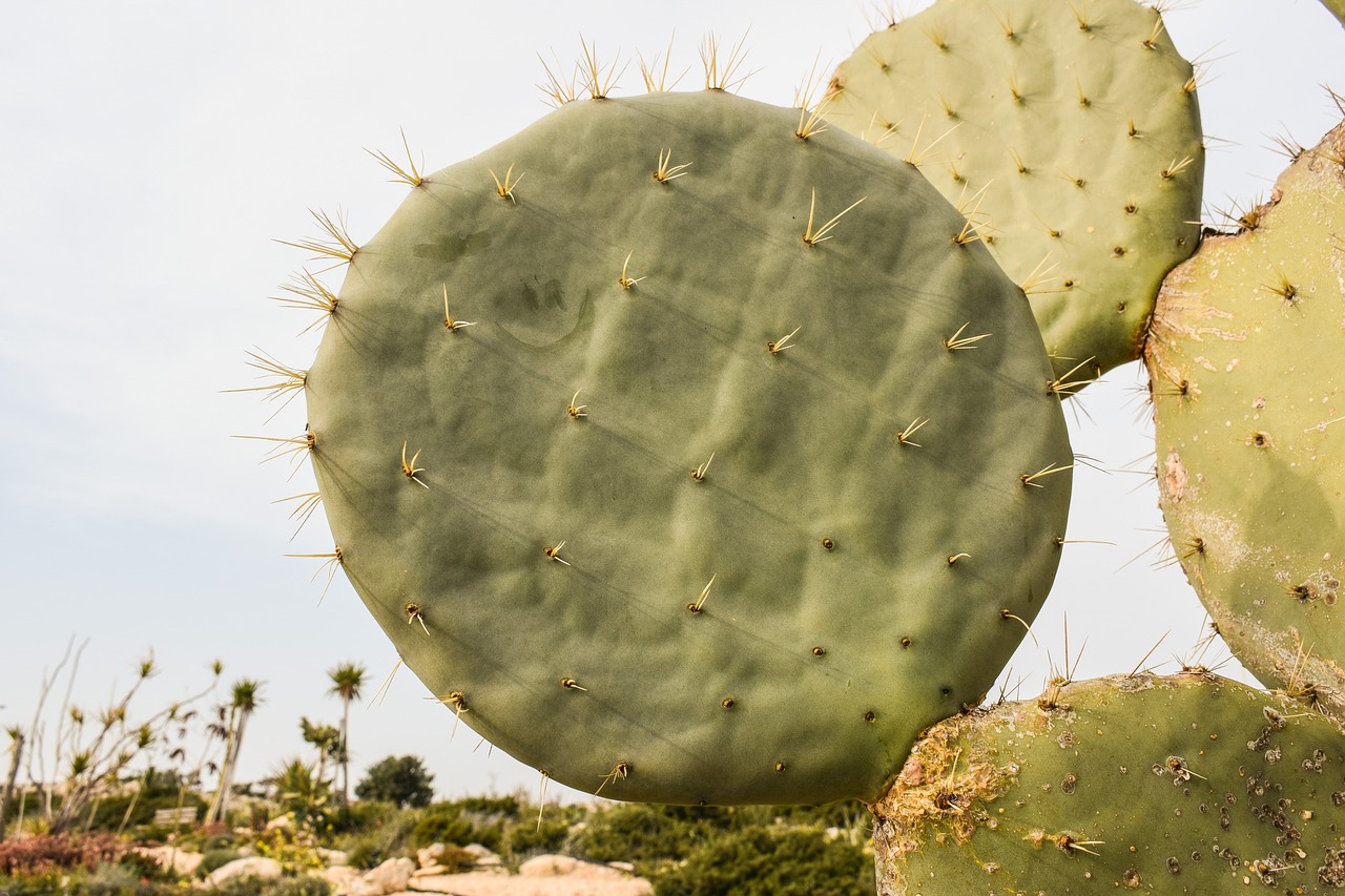 Image - cactus plant nature leaf thorn