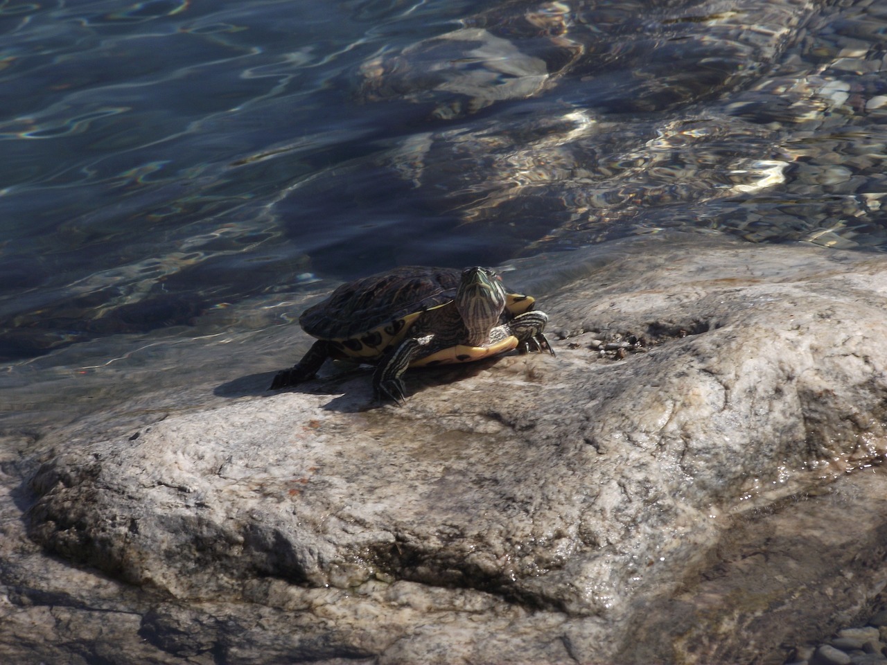 Image - tortoise park water animal