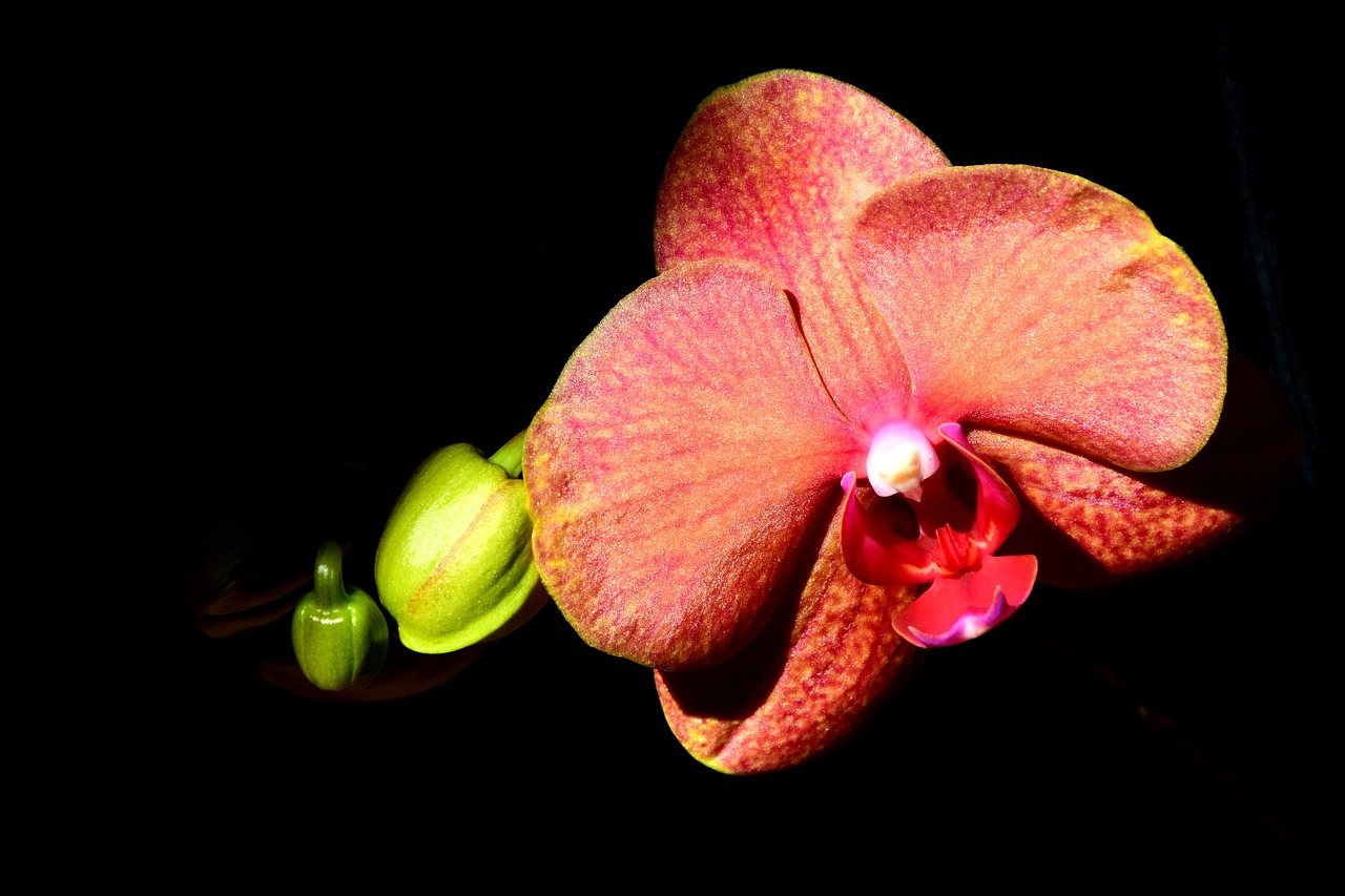 Image - orchid blossom bloom flower orange