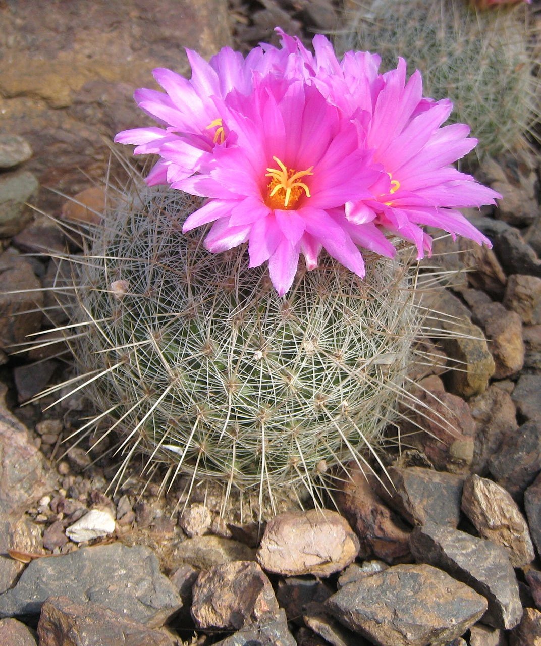 Image - cactus flower blooming botany