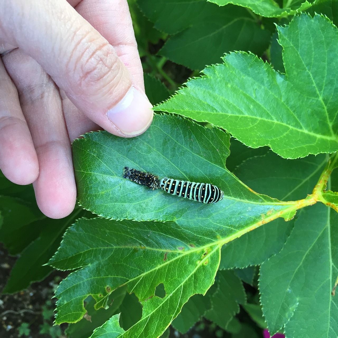 Image - swallowtail larva simasimaaomushi