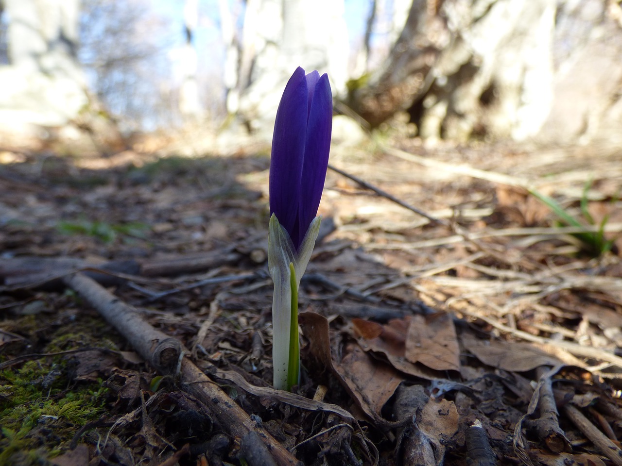 Image - crocus mountain spring flowers