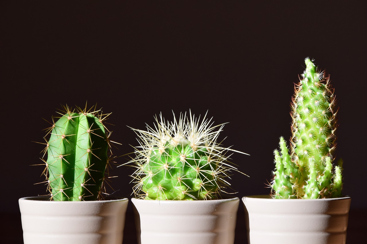 Image - cactus flowerpot plant sting