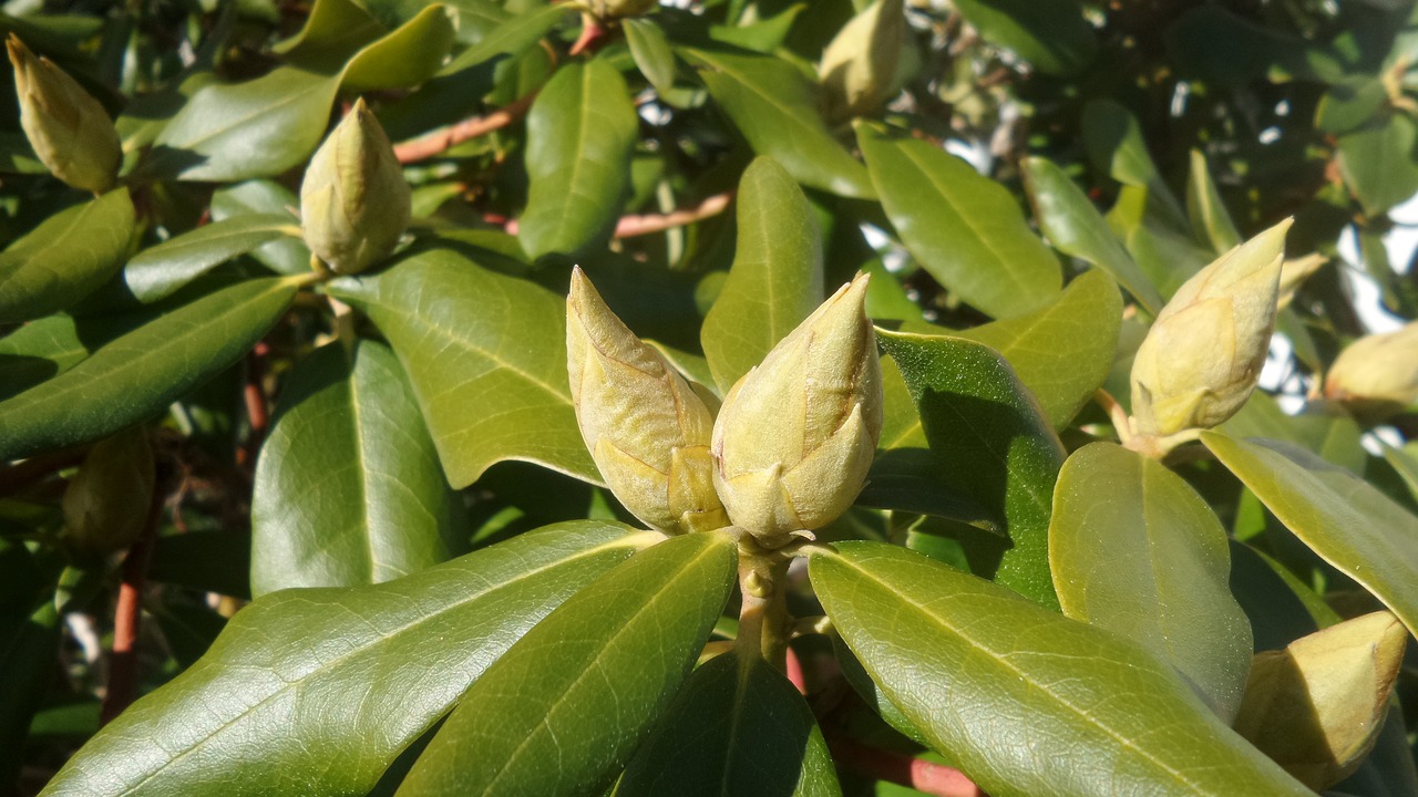 Image - rhododendron bud closed garden