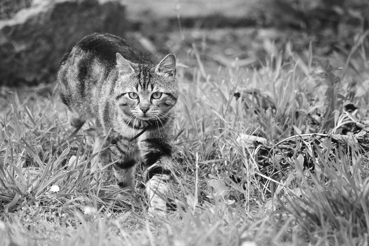 Image - cat feline tabby cat animal