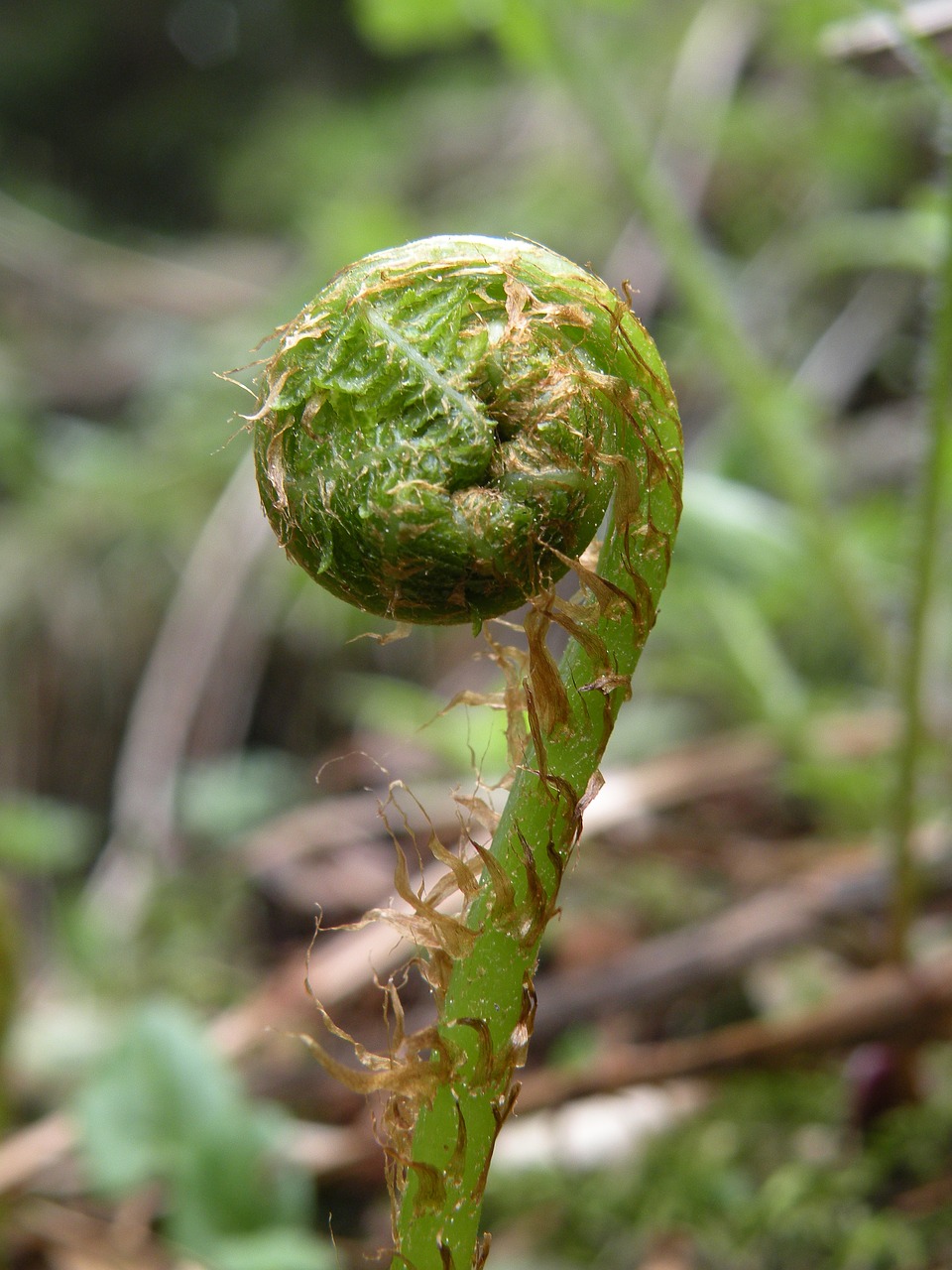 Image - fern forest forest floor plant