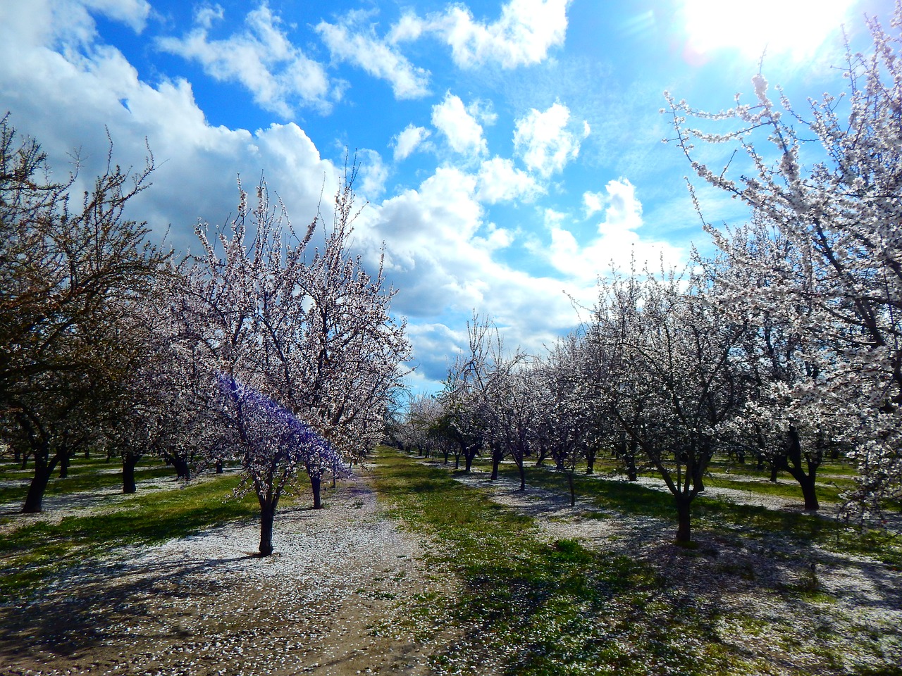 Image - almonds beautiful ha blossom