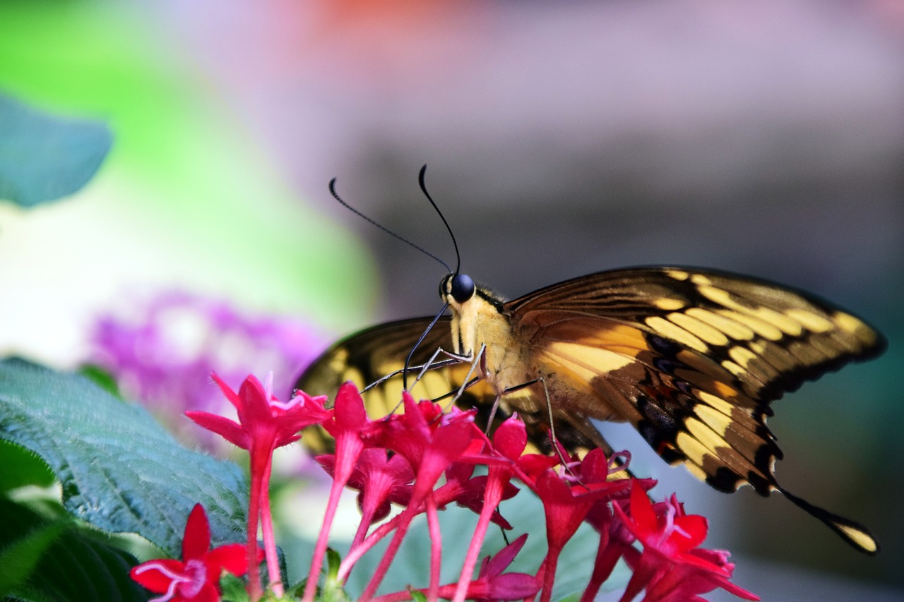 Image - dovetail papilio machaon butterfly