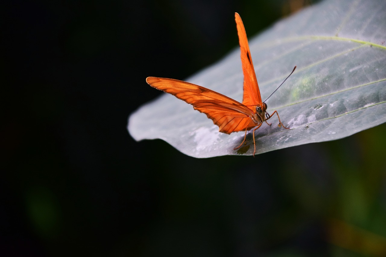 Image - torch dryas julia butterfly orange