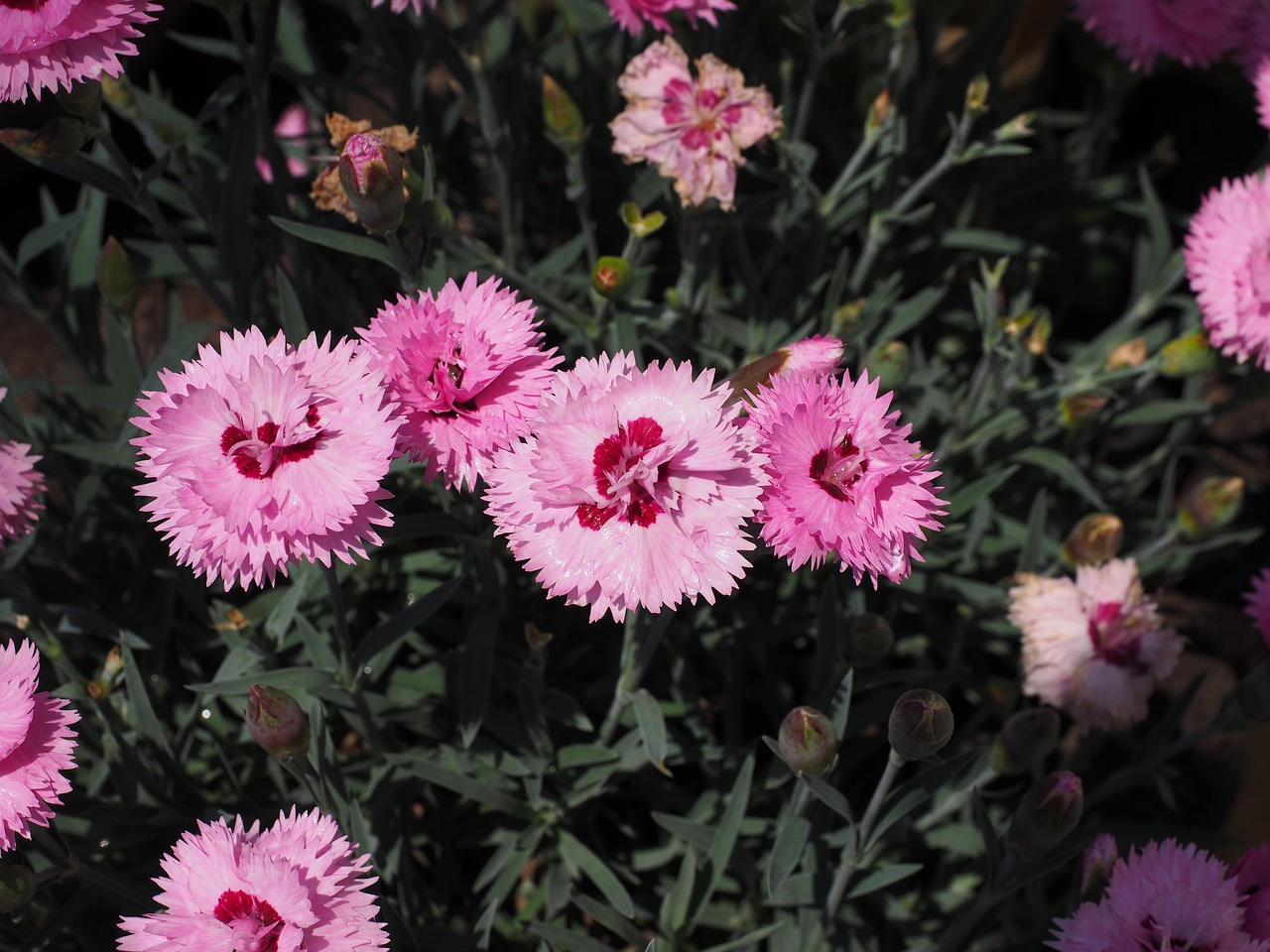 Image - cloves pentecostal carnation pinnate