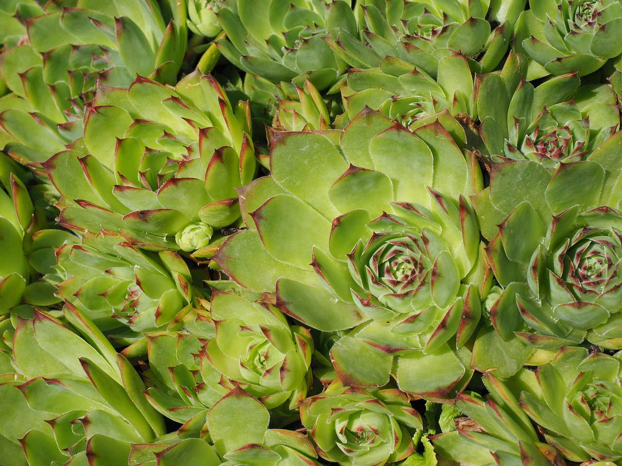 Image - houseleek sempervivum stone garden