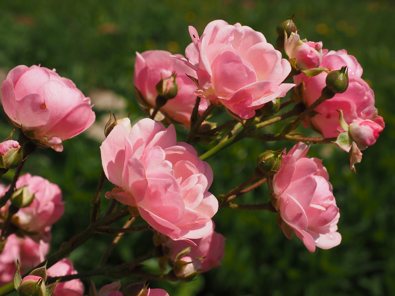 Image - roses rosebush pink garden roses