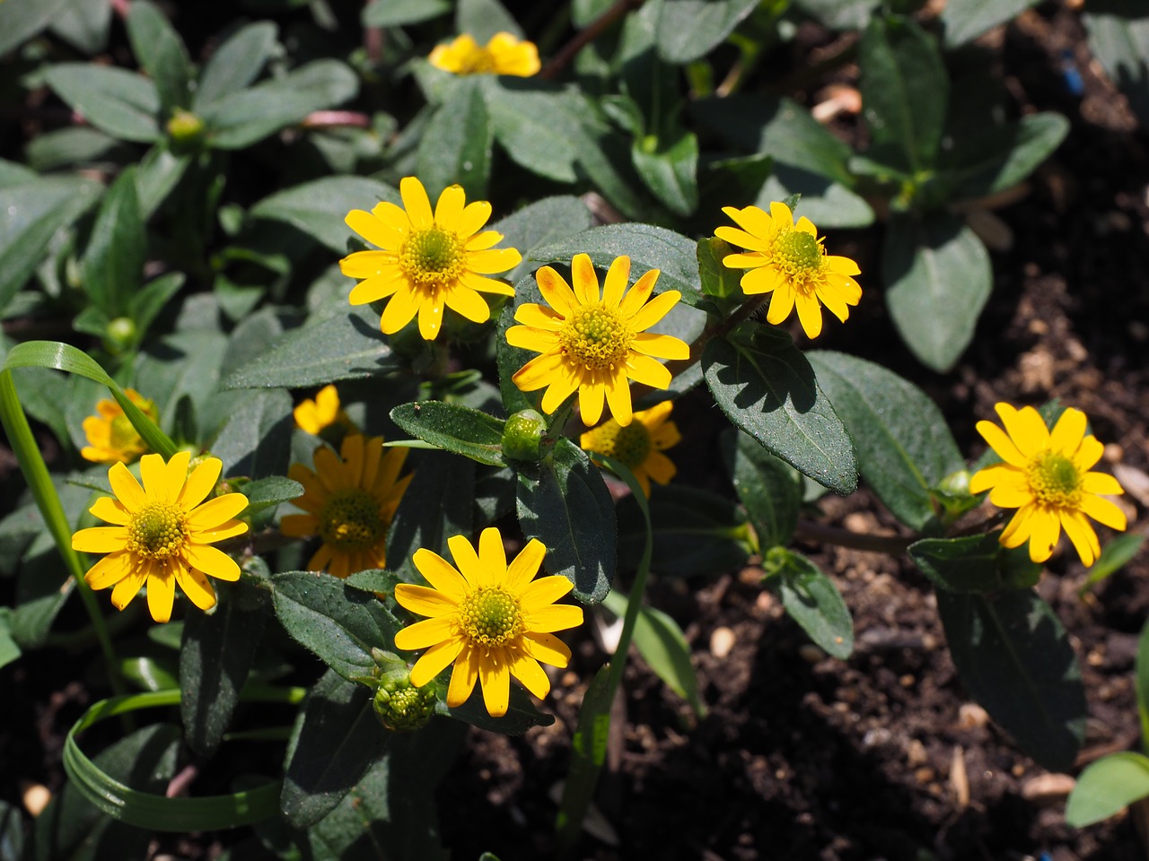 Image - hussar button flowers yellow