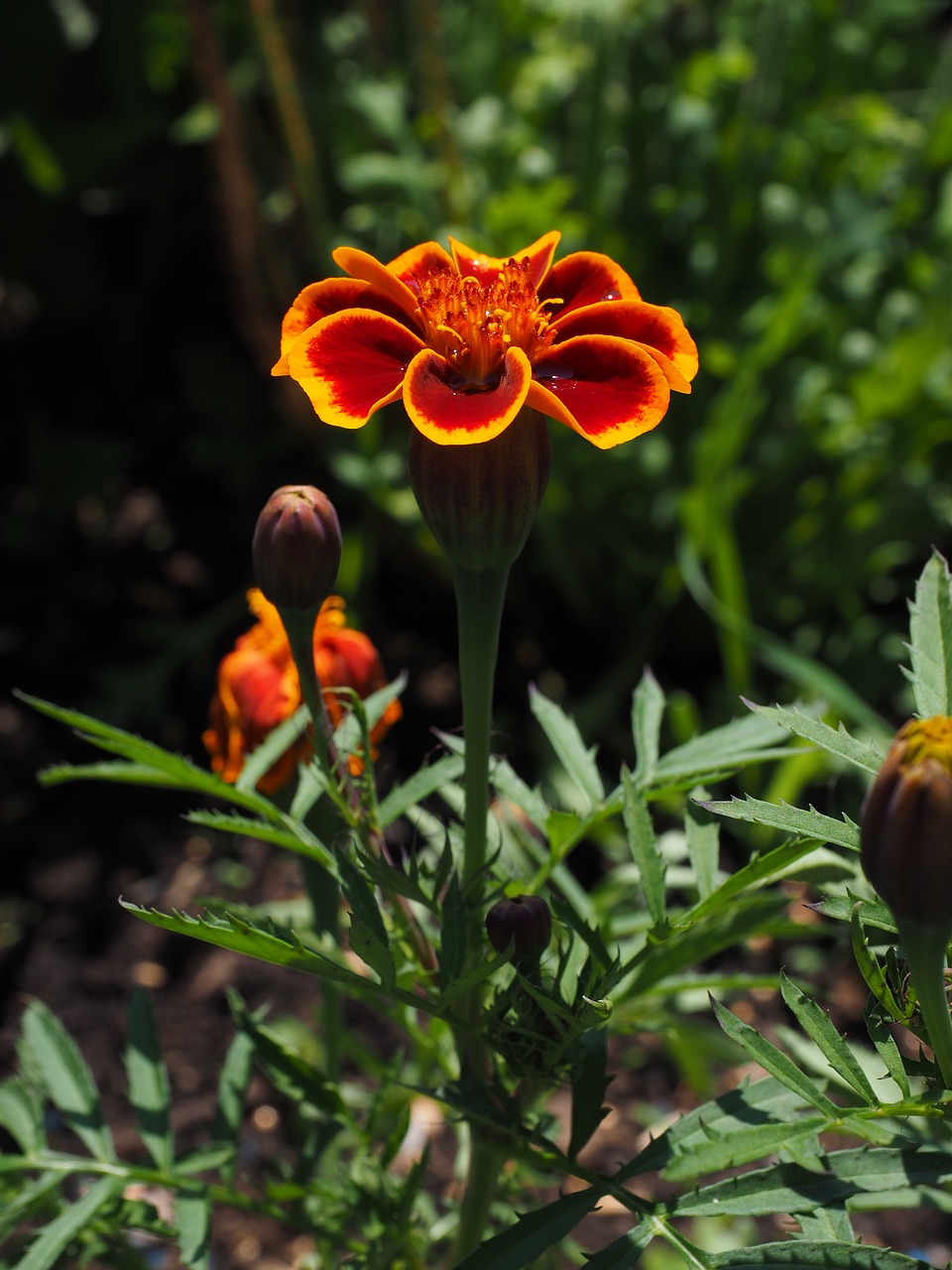 Image - marigold blossom bloom red orange