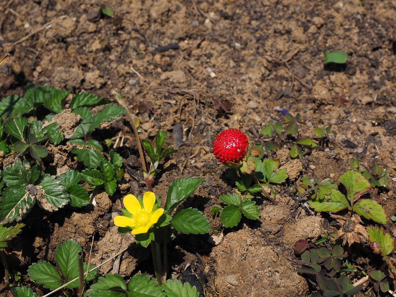 Image - translucent strawberry strawberry