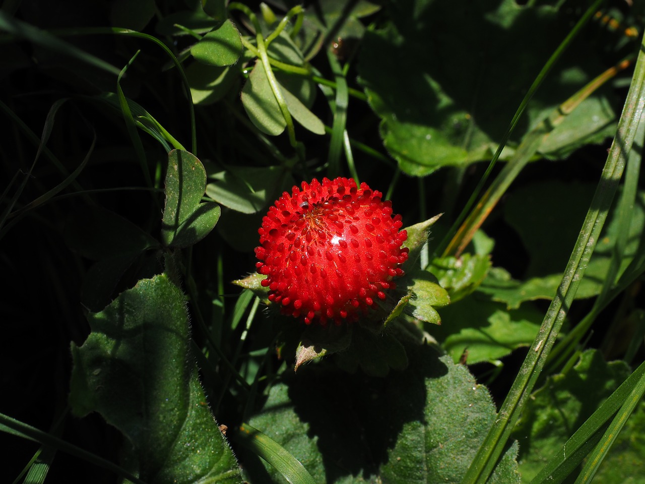 Image - translucent strawberry strawberry