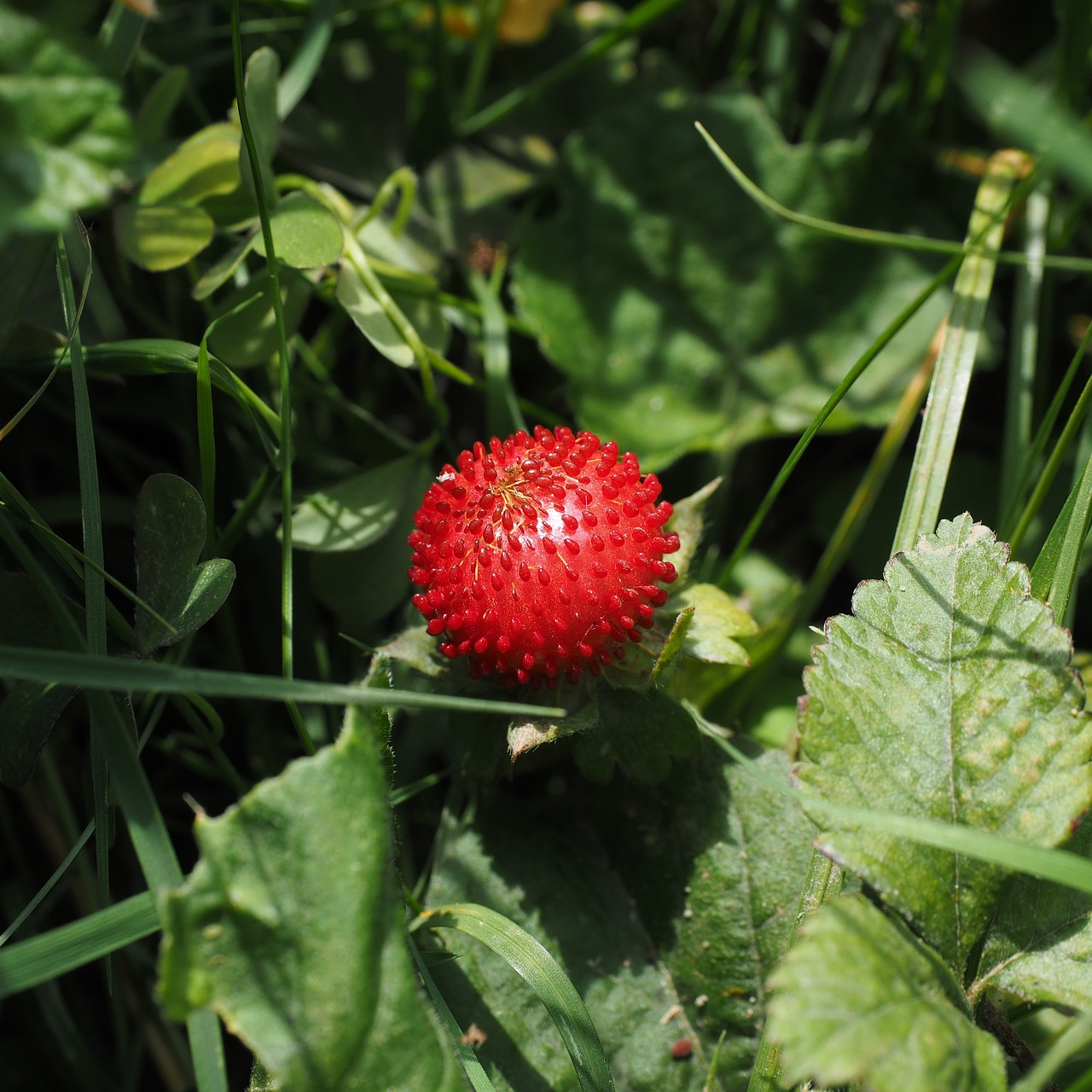 Image - translucent strawberry strawberry