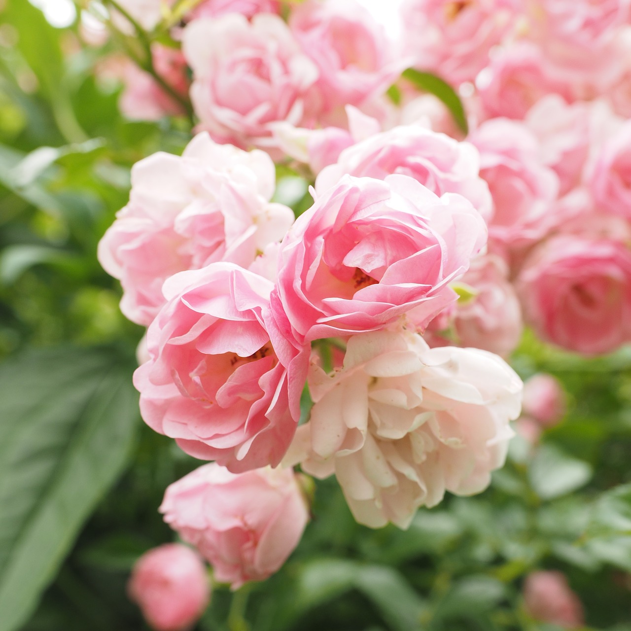 Image - roses pink light pink rosebush