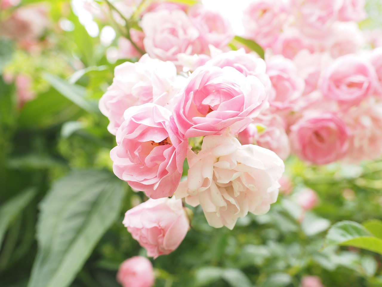 Image - roses pink light pink rosebush