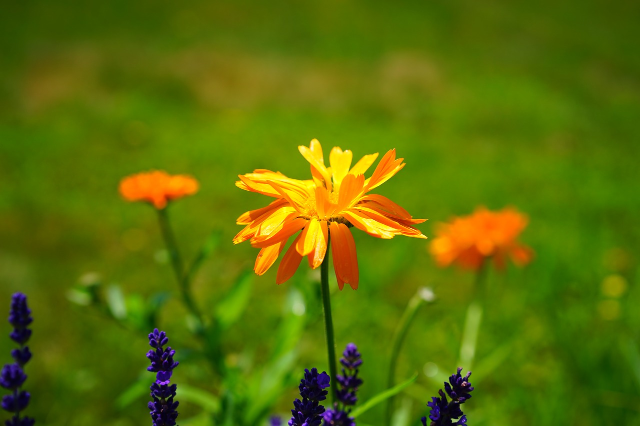 Image - marigold flower blossom bloom