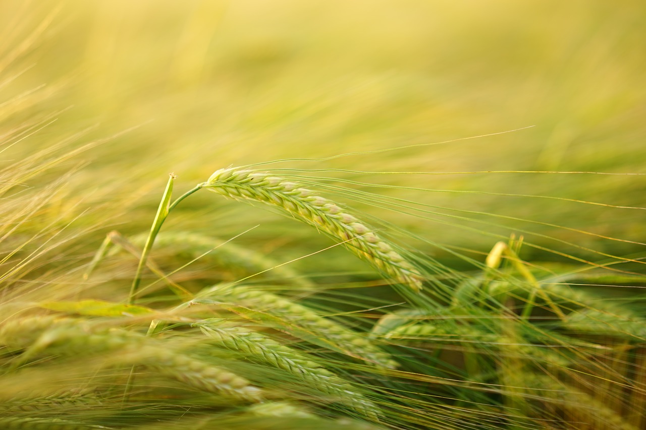 Image - barley getreideanbau