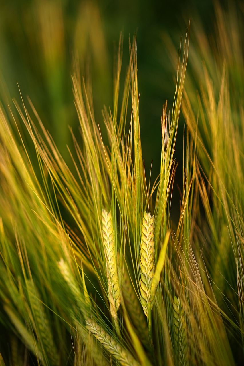 Image - cereals barley field spike grain